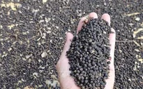 Xuất khẩu hồ tiêu 11 tháng thu về hơn 1,5 tỷ USD
