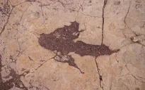 16.600 dấu chân hóa thạch ở Bolivia hé lộ hành vi của khủng long