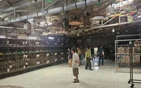 Núp bóng “nuôi chim cảnh” để hợp thức hóa buôn bán chim hoang dã