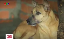 Nhức nhối nạn mua bán, vận chuyển chó, mèo trái phép