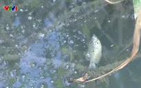 Làm rõ nhà máy xả thải làm dòng kênh ở Phú Thọ đổi màu, bốc mùi hôi