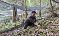 Điện Biên đẩy mạnh phát triển cây dược liệu theo hướng kinh tế bền vững