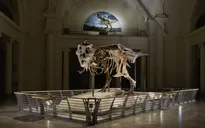 Israel có phát hiện mới về quá trình tiến hóa của khủng long