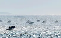 Vì sao mực nước biển biến động bất thường ngoài khơi Nhật Bản?