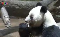 Cơn sốt chia tay gấu trúc ở vườn thú Nhật Bản