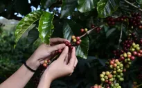 “Mùa vàng” của cà phê Vệt Nam