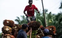 Dầu cọ thắng thế trong thỏa thuận Mỹ - Indonesia