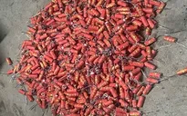 Hà Nội: Khuyến cáo người dân không sản xuất, buôn bán pháo nổ trái phép