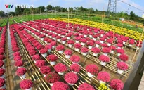 Hàng triệu bông hoa khoe sắc tại Lễ hội Hoa – Kiểng Sa Đéc 2025