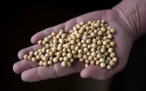 Trung Quốc khôi phục nhập khẩu đậu tương Mỹ