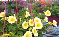 Làng hoa miền Trung hồi sinh sau lũ, sẵn sàng cho vụ hoa Tết