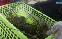 Khan hiếm tôm hùm xuất khẩu