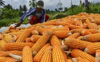 Sắc đỏ bao trùm thị trường nông sản