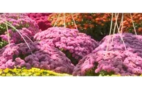 Hoa Tết xuống phố, nhà vườn TP Hồ Chí Minh tất bật vào vụ