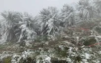 Băng giá, sương muối ở vùng núi cao Bắc Bộ, có nơi xuống dưới 3 độ C