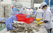 Xuất khẩu tôm Việt Nam trước yêu cầu mới về phúc lợi động vật tại EU