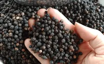Xuất khẩu hồ tiêu đạt cao nhất từ trước đến nay