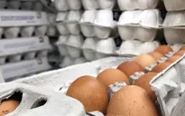 Trứng gà khan hiếm kéo dài tại Pháp
