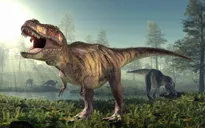 Hóa thạch mới cho thấy khủng long T. rex lớn chậm hơn nhiều so với dự đoán