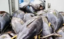 Xuất khẩu cá ngừ lấy lại đà tăng trưởng