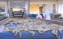 Ngành thủy sản điều chỉnh chiến lược xuất khẩu dài hạn