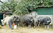 Phú Thọ chủ động phòng chống rét cho đàn gia súc