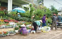 Hà Nội: Thị trường hoa Tết sôi động sớm