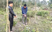 Khởi tố 2 đối tượng vào nghĩa trang sử dụng ma túy