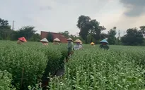 TP Hồ Chí Minh: Nhà vườn vùng ven tất bật chăm hoa chuẩn bị bán Tết