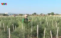 Người đảng viên tận tụy, giúp người Chăm ở Khánh Hòa thoát nghèo nhờ trồng măng tây