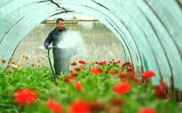 Làng hoa, làng rau tất bật vào vụ Tết