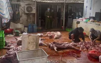 Thu mua lợn chết, lợn bệnh giết mổ bán ra thị trường, 6 đối tượng bị khởi tố