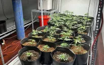 Đà Nẵng: Triệt phá vườn cần sa quy mô lớn trong khu dân cư