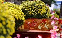 Hoa Tết bắt đầu khoe sắc trên nhiều tuyến đường TP Hồ Chí Minh