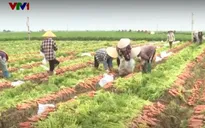 Miễn thuế đất nông nghiệp đến 2030: “Cú hích” cho sản xuất bền vững