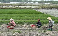 Thủ phủ kiệu Tết của Đà Nẵng được mùa