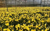 Nông dân Lâm Đồng chạy đua với thời gian để kịp vụ hoa tết Nguyên đán 2026
