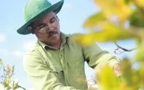 Hoa Tết Đắk Lắk, Gia Lai được "chốt đơn" sớm