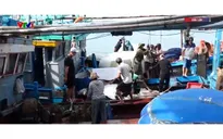 Ngư dân trúng đậm chuyến cá ngừ cuối năm