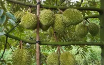 Sầu riêng Việt Nam thắng lớn tại Trung Quốc