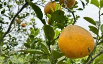 Vườn bưởi Diễn hối hả thu hoạch chuẩn bị Tết Nguyên đán