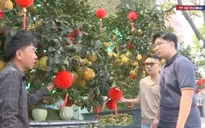 Thị trường hoa, kiểng Tết TP Hồ Chí Minh khởi động sớm