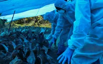 Ấn Độ nâng mức cảnh báo về nguy cơ lây lan cúm gia cầm