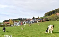 Thêm hai lô sữa bột trẻ em của Nestlé bị thu hồi tại châu Âu