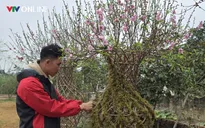 Phú Thọ: Đào lục bình độc lạ “hút khách” dịp Tết