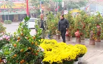 Rộn ràng Chợ hoa Xuân trên nhiều tuyến phố Hà Nội