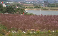 Đào ở vườn nở rộ trước Tết, người dân lo lắng bị thất thu