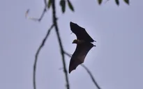 WHO: Một người tử vong do virus Nipah ở Bangladesh