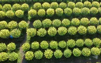 Sắc xuân rực rỡ từ làng hoa cúc Ninh Giang