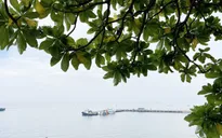 Tết này, người dân Lý Sơn yên tâm về nhà dù thời tiết bất lợi